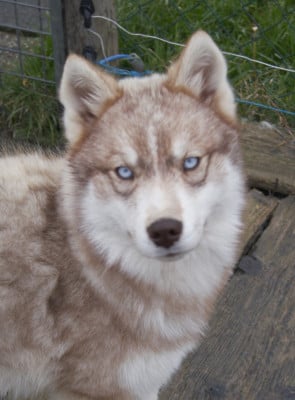 Étalon Siberian Husky - Ulia Of watson lake