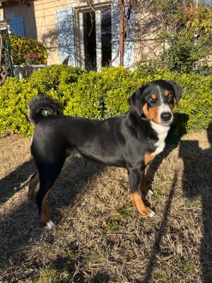 Étalon Bouvier de l'Appenzell (appenzellois) - CH. Shiva's Dream Shiva s Dream Us And Them Sonam