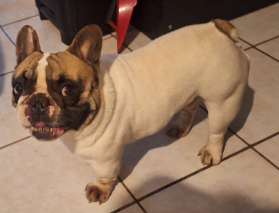 Étalon Bouledogue français - Thor Prince dasgard des sables de sarry