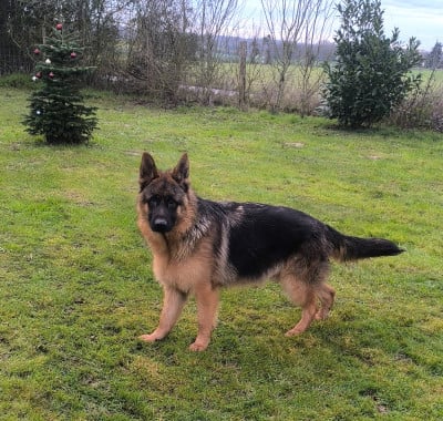 Étalon Berger Allemand - Athos vom angelius team