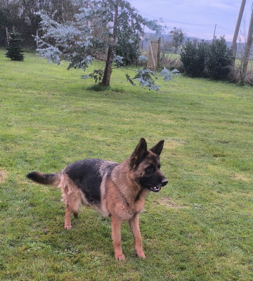 Étalon Berger Allemand - Uxa Von Bereich Sandalvi