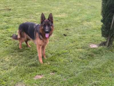 Étalon Berger Allemand - Vania De la Maison des Jeunes