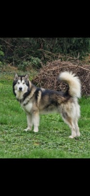 Étalon Alaskan Malamute - Les Malas De La Tour MAGIC MALS EYCO