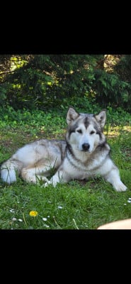 Étalon Alaskan Malamute - Formula Stilya Ilanta