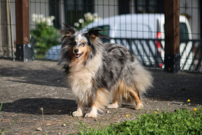 Étalon Shetland Sheepdog - Serise Cherry Blue Des mille Eclats des Tournesols