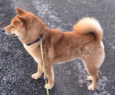 Étalon Shiba - VAN HALEN des portes de la moria