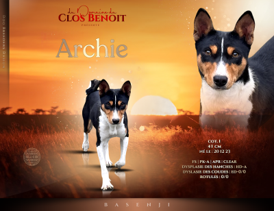 Étalon Basenji - ARCHIE (Sans Affixe)