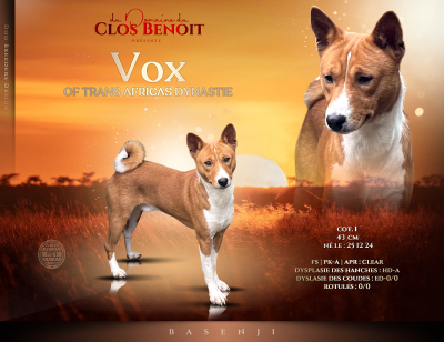 Étalon Basenji - VOX of trans africas dynastie (Sans Affixe)