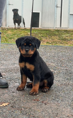 Étalon Rottweiler - ACHTUNG du rocher de Mutzig