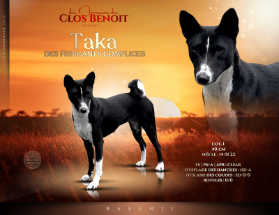 taka des fringants complices