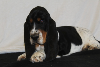 Étalon Basset Hound - Arès du domaine de kérouant