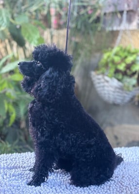 Unebony Queen De La Tanière De La Loupiote