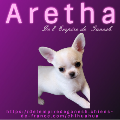 Étalon Chihuahua - Aretha De L'empire De Ganesh