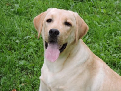 Étalon Labrador Retriever - Unika De La Vallée Du Goldor