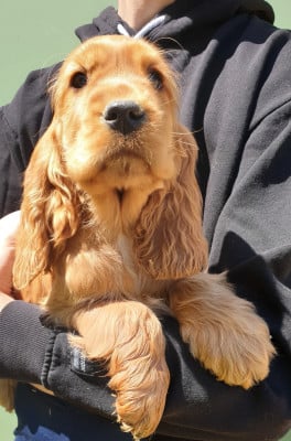 Étalon Cocker Spaniel Anglais - amour du domaine de Std Gladyce