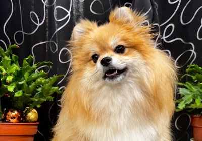 Étalon Spitz allemand - VITAA (Sans Affixe)