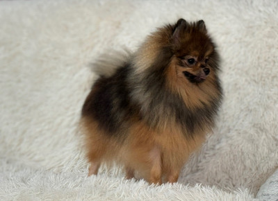 Étalon Spitz allemand - Lancome blagorodstvo s yuga