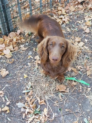 Étalon Teckel poil long - Vanity French Style