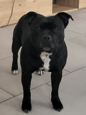Étalon Staffordshire Bull Terrier - Skiny De La Taniere Du Staffie