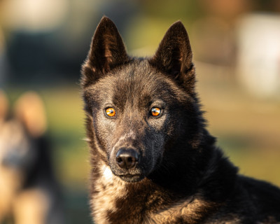 Étalon Siberian Husky - Aloustair's Forest Wolf