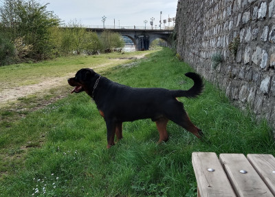 Étalon Rottweiler - Tango Vom Der Erzengel