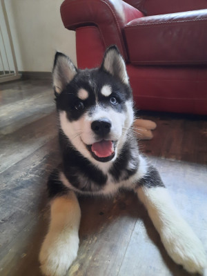 Étalon Siberian Husky - Liubov's Astre noir