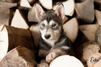 Étalon Siberian Husky - Armored Force: Echo Of Northern Lights Spirit