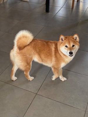 Étalon Shiba - Nippon'ai Uzuki Go