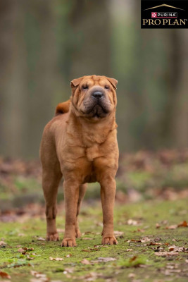 Étalon Shar Pei - Vanity fair Lady des Ming Way