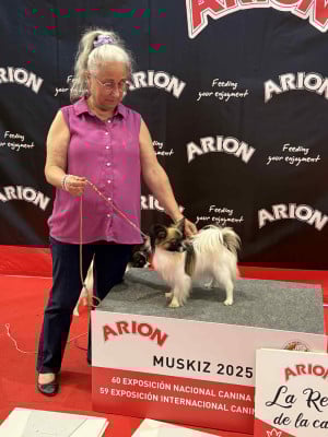 Étalon Epagneul nain Continental (Papillon) - CH. This is my Hope baby girl D'Euskadi