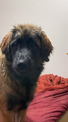 Étalon Leonberger - AYANA BBLOVE Leos De La Fournaise