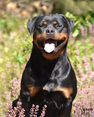 CH. Medal of Honor Tikki Boom