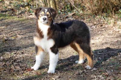 Étalon Berger Australien - Teddy bear dream Des Pampelumes