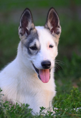 Étalon Siberian Husky - Heaven Can Wait dark illusion