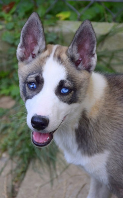 Étalon Siberian Husky - Hells Bells dark illusion