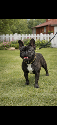 Étalon Bouledogue français - Xéléna Du Domaine De Xhao