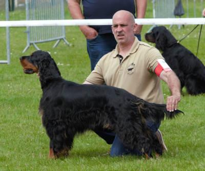 Étalon Setter Gordon - TR. CH. U'Legend Des Plaines Du Coglais