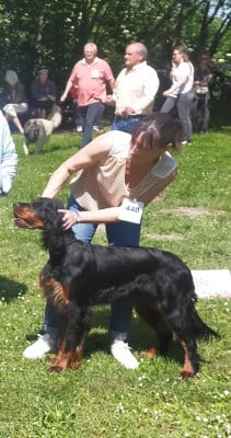 Étalon Setter Gordon - Vague del Campo Te Amo