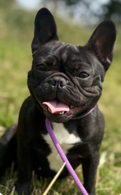 Étalon Bouledogue français - xia du Domaine Rosaris