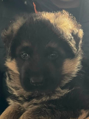 Étalon Berger Allemand - Austin-Mini du Chemin du Torrent