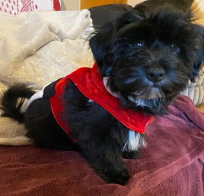 Étalon Bichon Havanais - Agathe de la Tour de Senlis