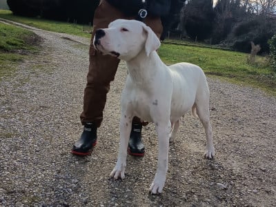 Étalon Dogo Argentino - Huiaracocha de la cocha