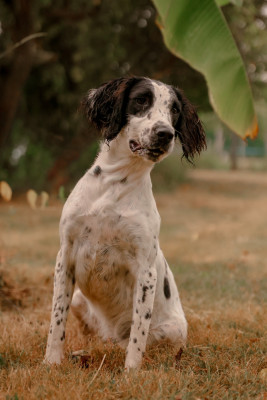 Étalon English Springer Spaniel - Waya viti