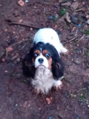 Étalon Cavalier King Charles Spaniel - Sephora Du Petit Bois Ensorcelé