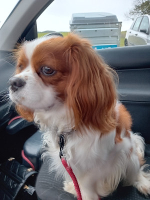 Étalon Cavalier King Charles Spaniel - Vasco Des Merveilles En Margeride