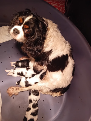Étalon Cavalier King Charles Spaniel - Saphir Du Petit Bois Ensorcelé