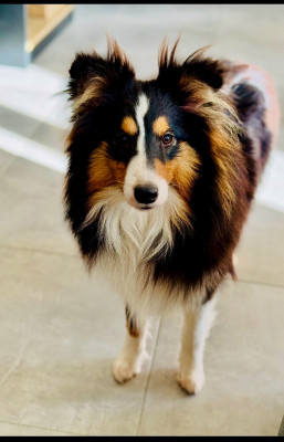 Étalon Shetland Sheepdog - Zaïko (Sans Affixe)