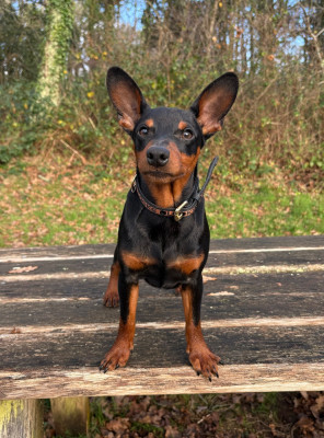 Étalon Pinscher nain - Diamond egoist Kraft-Kevin