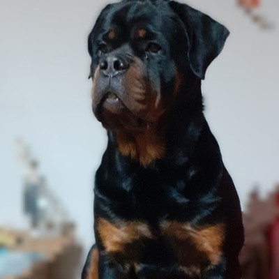 Étalon Rottweiler - VICK Des Roses Noires De Cupidon