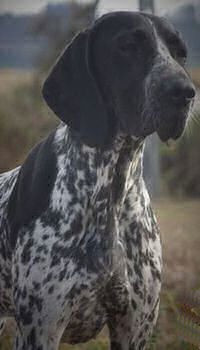 Étalon Braque d'Auvergne - TR. CH. Roi de coeur del angel de los volcanos